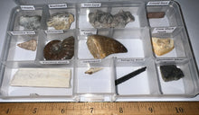 Load image into Gallery viewer, Beginner Collection of 12 labeled Fossils in a clear case. Includes Mosasaur Tooth, Dinosaur Bone Fragment, Mastodon Molar Fragment and more!