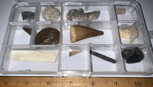 Load image into Gallery viewer, Beginner Collection of 12 labeled Fossils in a clear case. Includes Mosasaur Tooth, Dinosaur Bone Fragment, Mastodon Molar Fragment and more!