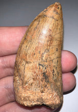 Load image into Gallery viewer, Huge Carcharodontosaur Fossil Tooth 2.55 Inches Fantastic Serrations!