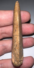 Load image into Gallery viewer, Huge Carcharodontosaur Fossil Tooth 2.55 Inches Fantastic Serrations!