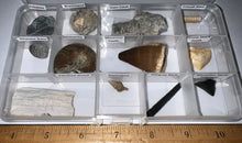 Load image into Gallery viewer, Beginner Collection of 12 labeled Fossils in a clear case. Includes Mosasaur Tooth, Dinosaur Bone Fragment, Mastodon Molar Fragment and more!