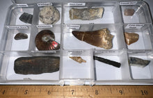 Load image into Gallery viewer, Beginner Collection of 12 labeled Fossils in a clear case. Includes Mosasaur Tooth, Dinosaur Bone Fragment, Mastodon Molar Fragment and more!
