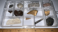 Load image into Gallery viewer, Beginner Collection of 12 labeled Fossils in a clear case. Includes Mosasaur Tooth, Dinosaur Bone Fragment, Mastodon Molar Fragment and more!