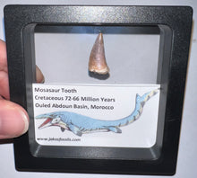 Load image into Gallery viewer, Framed Mosasaur Teeth One per Order .85 to 1.05 Inches! Dinosaur Era Marine Reptile!