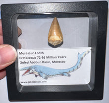 Load image into Gallery viewer, Framed Mosasaur Teeth One per Order .85 to 1.05 Inches! Dinosaur Era Marine Reptile!