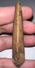 Load image into Gallery viewer, Huge Carcharodontosaur Fossil Tooth 2.55 Inches Fantastic Serrations!