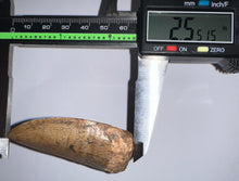 Load image into Gallery viewer, Huge Carcharodontosaur Fossil Tooth 2.55 Inches Fantastic Serrations!