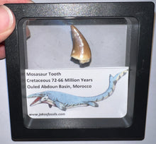 Load image into Gallery viewer, Framed Mosasaur Teeth One per Order .85 to 1.05 Inches! Dinosaur Era Marine Reptile!