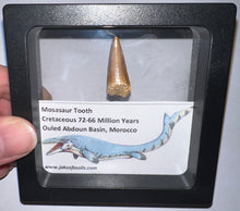 Load image into Gallery viewer, Framed Mosasaur Teeth One per Order .85 to 1.05 Inches! Dinosaur Era Marine Reptile!