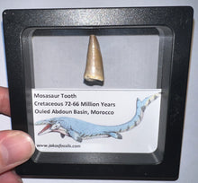 Load image into Gallery viewer, Framed Mosasaur Teeth One per Order .85 to 1.05 Inches! Dinosaur Era Marine Reptile!