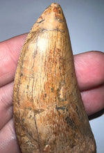 Load image into Gallery viewer, Huge Carcharodontosaur Fossil Tooth 2.55 Inches Fantastic Serrations!