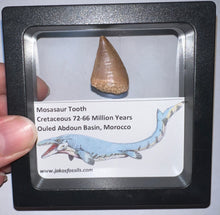 Load image into Gallery viewer, Framed Mosasaur Teeth One per Order .85 to 1.05 Inches! Dinosaur Era Marine Reptile!