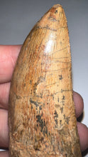 Load image into Gallery viewer, Huge Carcharodontosaur Fossil Tooth 2.55 Inches Fantastic Serrations!