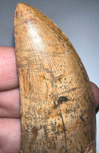 Load image into Gallery viewer, Huge Carcharodontosaur Fossil Tooth 2.55 Inches Fantastic Serrations!