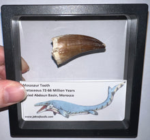 Load image into Gallery viewer, Framed Large Mosasaur Teeth One per Order 1.75 Inches! Dinosaur Era Marine Reptile!