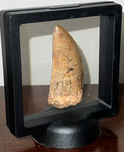 Load image into Gallery viewer, Huge Carcharodontosaur Fossil Tooth 2.55 Inches Fantastic Serrations!