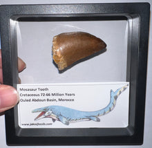 Load image into Gallery viewer, Framed Large Mosasaur Teeth One per Order 1.75 Inches! Dinosaur Era Marine Reptile!