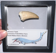 Load image into Gallery viewer, Framed Large Mosasaur Teeth One per Order 1.75 Inches! Dinosaur Era Marine Reptile!