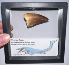 Load image into Gallery viewer, Framed Large Mosasaur Teeth One per Order 1.75 Inches! Dinosaur Era Marine Reptile!