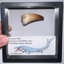 Load image into Gallery viewer, Framed Large Mosasaur Teeth One per Order 1.75 Inches! Dinosaur Era Marine Reptile!