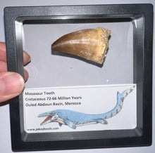 Load image into Gallery viewer, Framed Large Mosasaur Teeth One per Order 1.75 Inches! Dinosaur Era Marine Reptile!