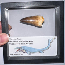 Load image into Gallery viewer, Framed Large Mosasaur Teeth One per Order 1.75 Inches! Dinosaur Era Marine Reptile!