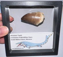 Load image into Gallery viewer, Framed Large Mosasaur Teeth One per Order 1.75 Inches! Dinosaur Era Marine Reptile!