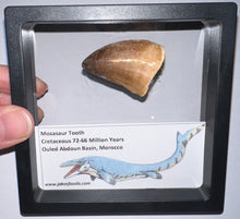 Load image into Gallery viewer, Framed Large Mosasaur Teeth One per Order 1.75 Inches! Dinosaur Era Marine Reptile!