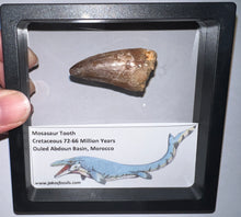 Load image into Gallery viewer, Framed Large Mosasaur Teeth One per Order 1.75 Inches! Dinosaur Era Marine Reptile!