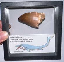 Load image into Gallery viewer, Framed Large Mosasaur Teeth One per Order 1.75 Inches! Dinosaur Era Marine Reptile!