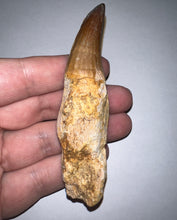 Load image into Gallery viewer, Large Mosasaurus Mosasaur Tooth 3.63 Inches! Dinosaur Era Marine Reptile! No Repair!