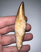 Load image into Gallery viewer, Large Mosasaurus Mosasaur Tooth 3.63 Inches! Dinosaur Era Marine Reptile! No Repair!