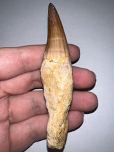 Load image into Gallery viewer, Large Mosasaurus Mosasaur Tooth 3.63 Inches! Dinosaur Era Marine Reptile! No Repair!