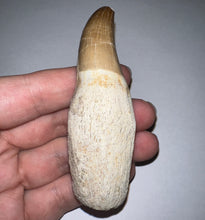 Load image into Gallery viewer, Large Rare Thalassotitan Mosasaur Premaxillary Tooth 3.51 Inches! Dinosaur Era Marine Reptile! No Repair!