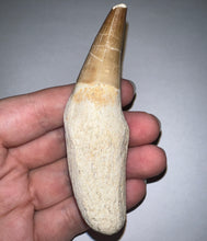 Load image into Gallery viewer, Large Rare Thalassotitan Mosasaur Premaxillary Tooth 3.51 Inches! Dinosaur Era Marine Reptile! No Repair!