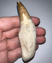 Load image into Gallery viewer, Large Rare Thalassotitan Mosasaur Premaxillary Tooth 3.51 Inches! Dinosaur Era Marine Reptile! No Repair!