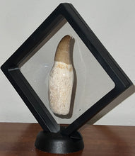 Load image into Gallery viewer, Large Rare Thalassotitan Mosasaur Premaxillary Tooth 3.51 Inches! Dinosaur Era Marine Reptile! No Repair!