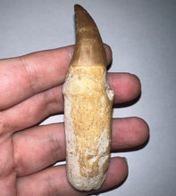 Load image into Gallery viewer, HUGE Eremiasaurus Mosasaur Tooth 3.4 Inches! Dinosaur Era Marine Reptile!