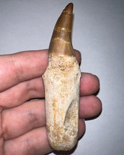Load image into Gallery viewer, HUGE Eremiasaurus Mosasaur Tooth 3.4 Inches! Dinosaur Era Marine Reptile!