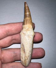 Load image into Gallery viewer, HUGE Eremiasaurus Mosasaur Tooth 3.4 Inches! Dinosaur Era Marine Reptile!