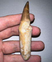 Load image into Gallery viewer, HUGE Eremiasaurus Mosasaur Tooth 3.4 Inches! Dinosaur Era Marine Reptile!