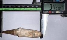 Load image into Gallery viewer, HUGE Eremiasaurus Mosasaur Tooth 3.4 Inches! Dinosaur Era Marine Reptile!