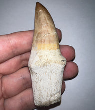 Load image into Gallery viewer, Large Super Rare Hainosaurus Mosasaur Tooth 3.27 Inches! Dinosaur Era Marine Reptile!