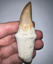 Load image into Gallery viewer, Large Super Rare Hainosaurus Mosasaur Tooth 3.27 Inches! Dinosaur Era Marine Reptile!