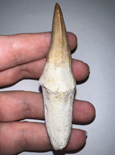 Load image into Gallery viewer, Large Super Rare Hainosaurus Mosasaur Tooth 3.27 Inches! Dinosaur Era Marine Reptile!