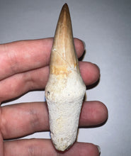 Load image into Gallery viewer, Large Super Rare Hainosaurus Mosasaur Tooth 3.27 Inches! Dinosaur Era Marine Reptile!