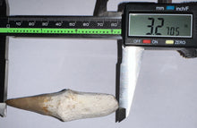Load image into Gallery viewer, Large Super Rare Hainosaurus Mosasaur Tooth 3.27 Inches! Dinosaur Era Marine Reptile!
