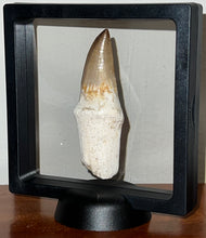Load image into Gallery viewer, Large Super Rare Hainosaurus Mosasaur Tooth 3.27 Inches! Dinosaur Era Marine Reptile!