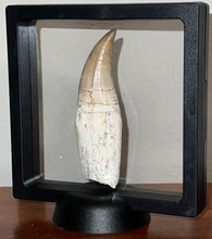 Load image into Gallery viewer, Large Mosasaurus Mosasaur Tooth 3.42 Inches! Dinosaur Era Marine Reptile! No Repair!