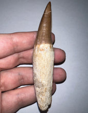 Load image into Gallery viewer, Large Mosasaurus Mosasaur Tooth 3.67 Inches! Dinosaur Era Marine Reptile!